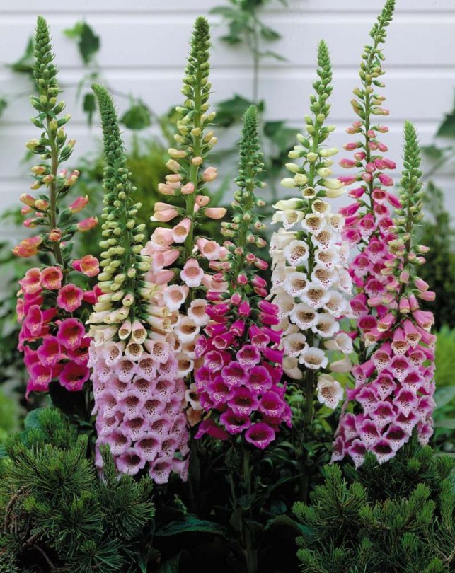 Gyűszűvirág Excelsior Mix - Digitalis purpurea, Digitalis purpurea, virág